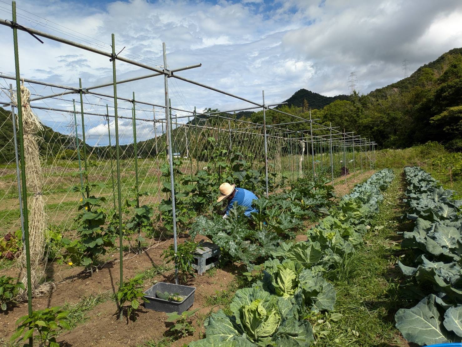 畑作業中