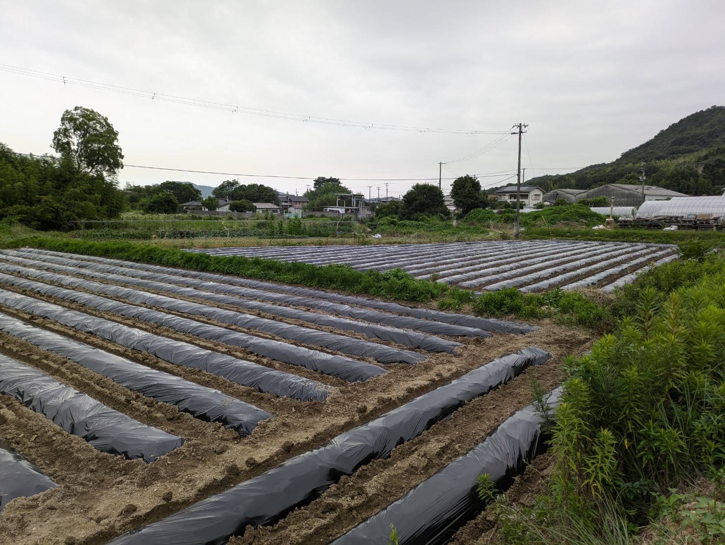 サツマイモ植え付け準備