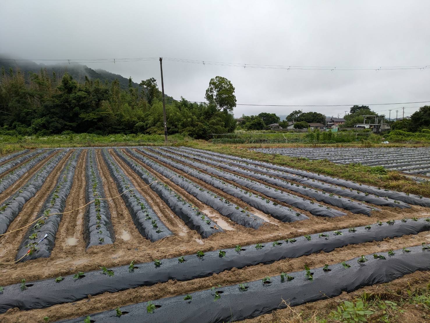 サツマイモ苗植え付け　